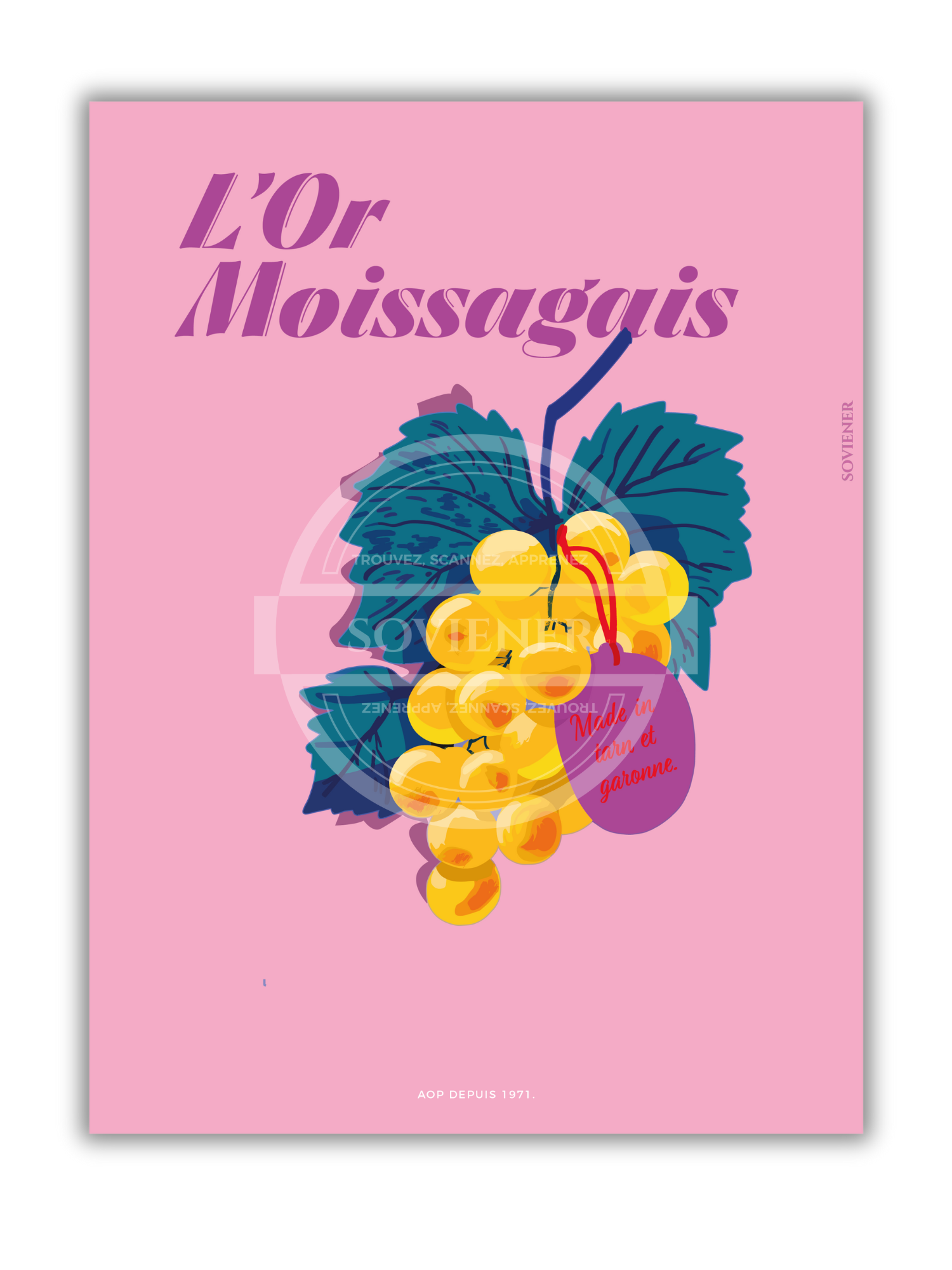 Affiche vintage L'Or Moissagais illustrant une grappe de raisin Chasselas sur fond rose, décoration Tarn-et-Garonne.